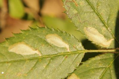 Coptotriche angusticollella
