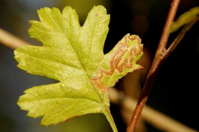 <i>Stigmella oxyacanthella</i>