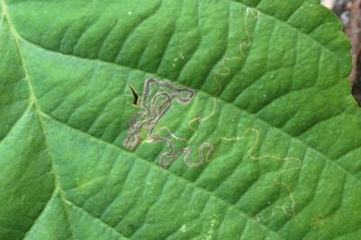 <i>Stigmella glutinosae</i>