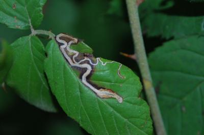 <i>Stigmella splendidissimella</i>