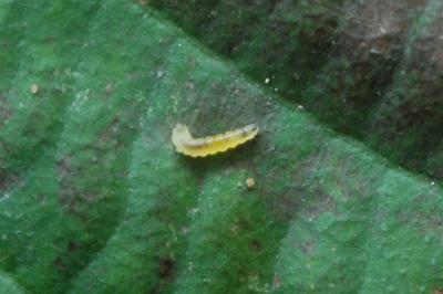 <i>Phyllonorycter klemannella</i>