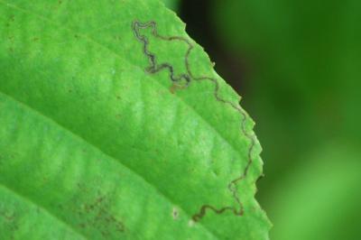 <i>Stigmella glutinosae</i>