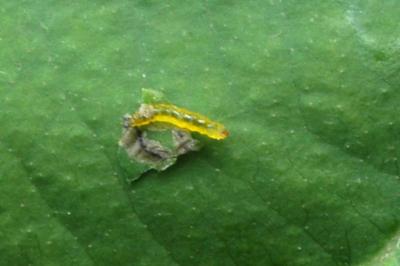 <i>Stigmella glutinosae</i>