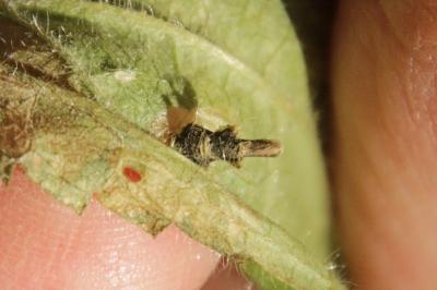 <i>Coleophora ochripennella</i>
