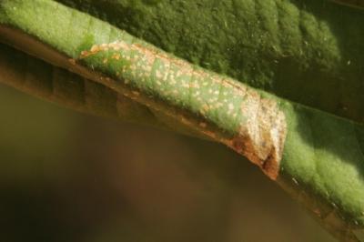 <i>Phyllonorycter klemannella</i>