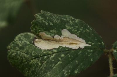 <i>Coptotriche marginea</i>