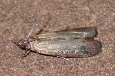 <i>Plodia interpunctella</i>
