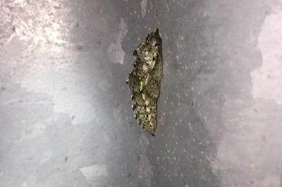 Pieris brassicae