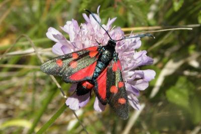 Zygaena ephialtes