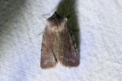 Noctuelle rubiconde 