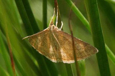 Psammotis pulveralis