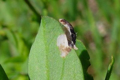 <i>Coleophora discordella</i>