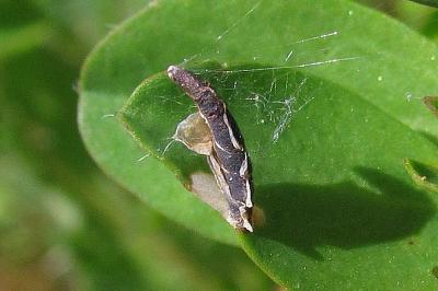 <i>Coleophora discordella</i>