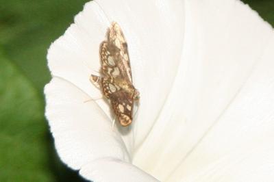 <i>Anania coronata</i>