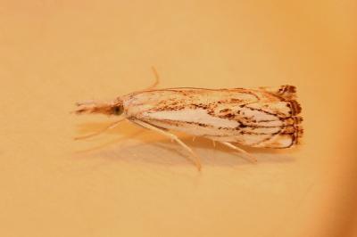 <i>Catoptria falsella</i>