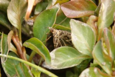 <i>Diasemiopsis ramburialis</i>