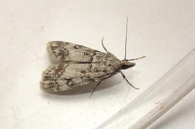 <i>Eudonia lacustrata</i>