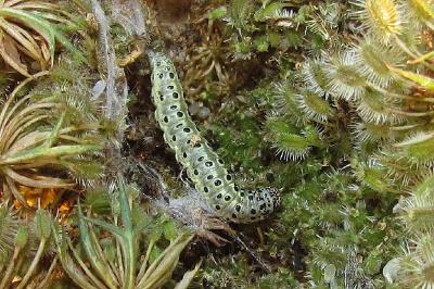 <i>Sitochroa palealis</i>