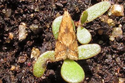 <i>Brachmia blandella</i>