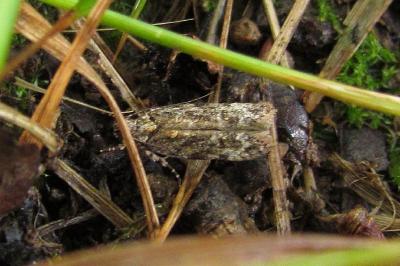 Psoricoptera gibbosella