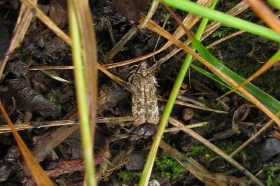 Psoricoptera gibbosella