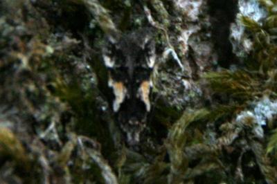 <i>Teleiodes luculella</i>