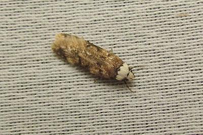 <i>Endrosis sarcitrella</i>