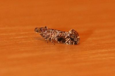 <i>Acrolepia autumnitella</i>