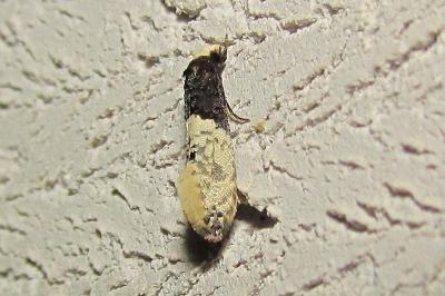 Trichophaga tapetzella