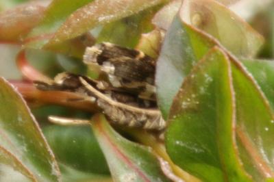 <i>Diasemiopsis ramburialis</i>
