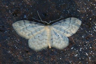 Idaea fuscovenosa