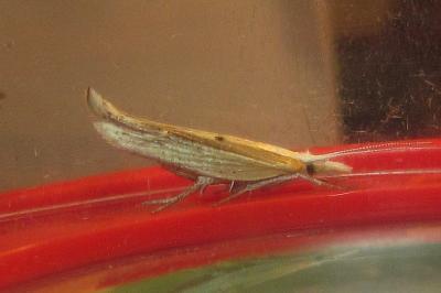 Ypsolopha nemorella
