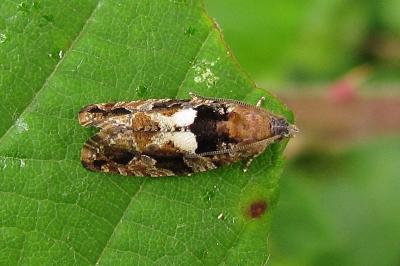 <i>Eudemis profundana</i>