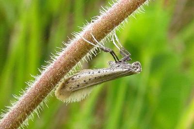 Aspilapteryx tringipennella