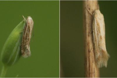 Elachista rufocinerea