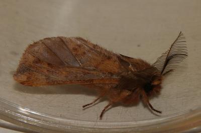 Ptilophora plumigera