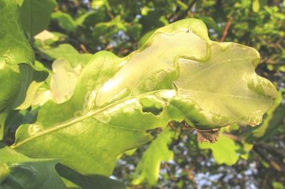 <i>Acrocercops brongniardella</i>