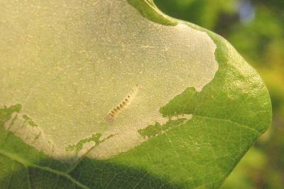 <i>Acrocercops brongniardella</i>