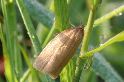 <i>Aphelia viburnana</i>