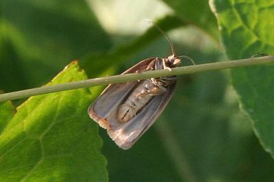 <i>Aphelia viburnana</i>
