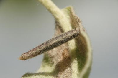 Coleophora hemerobiella