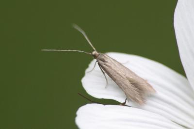 <i>Coleophora lutarea</i>