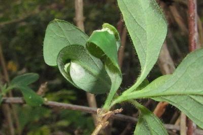 <i>Phyllonorycter trifasciella</i>