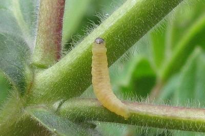 Mompha epilobiella