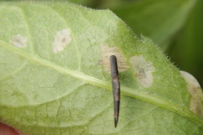 <i>Coleophora conspicuella</i>