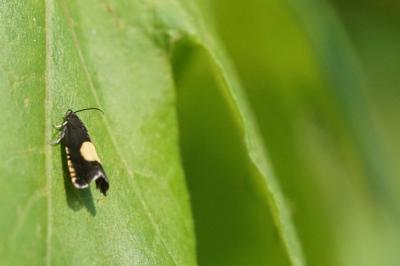 <i>Pammene trauniana</i>