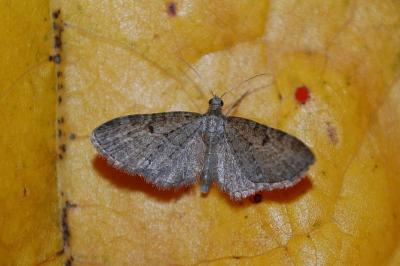 Eupithecia virgaureata