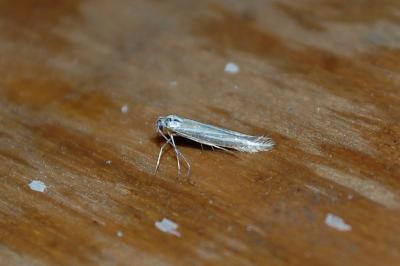 Coleophora albicosta