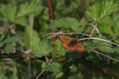 Euphydryas aurinia