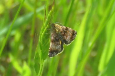 Noctuelle héliaque  (<i>Panemeria tenebrata</i>)